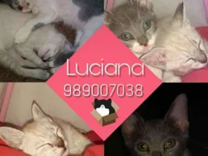 Gato raça SRD idade 2 a 6 meses nome Dois amores
