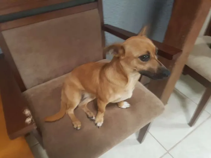 Cachorro raça Sem raça definida  idade 7 a 11 meses nome Dandara