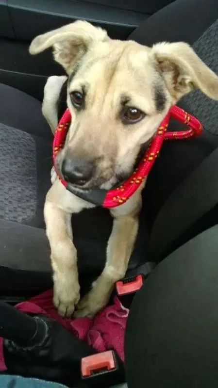 Cachorro ra a SRD idade 2 a 6 meses nome Pedrinho