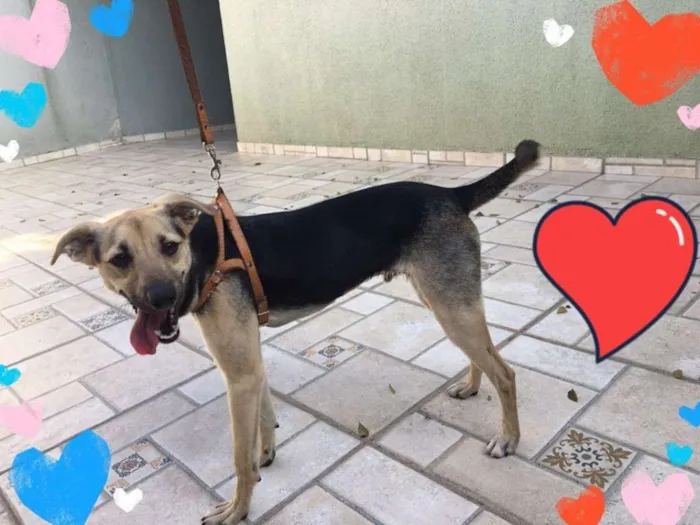 Cachorro ra a SRD idade 2 a 6 meses nome Pedrinho