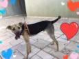 Pedrinho