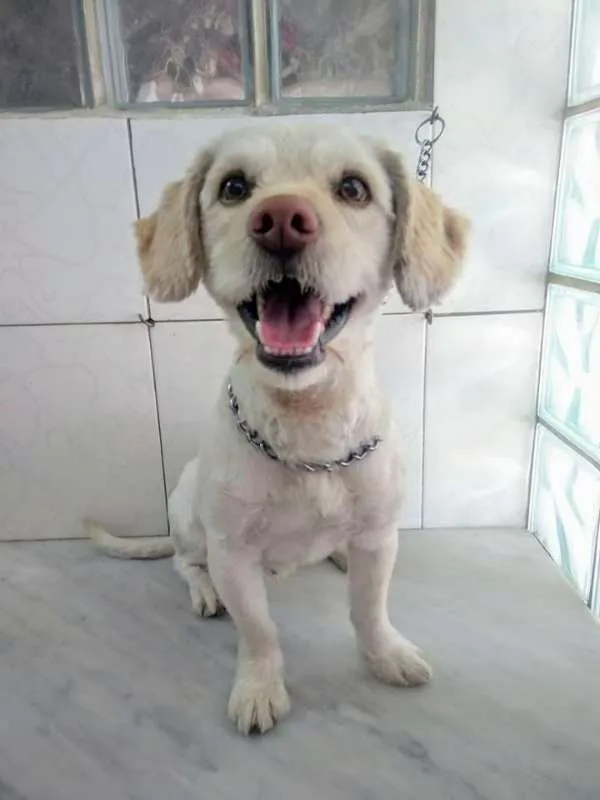 Cachorro ra a SRD idade 1 ano nome Max