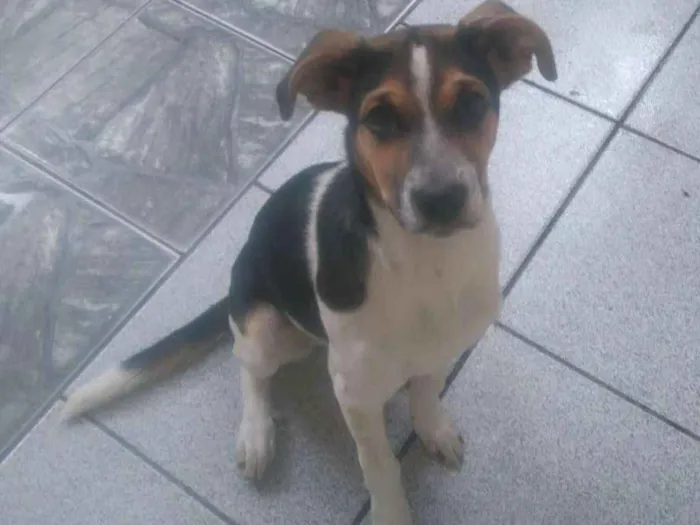 Cachorro ra a Indefinida  idade 7 a 11 meses nome Holly 