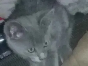 Gato raça Não sei idade Abaixo de 2 meses nome Kim 