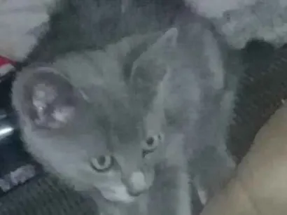 Gato raça Não sei idade Abaixo de 2 meses nome Kim 