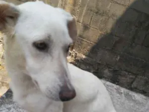 Cachorro raça Indefinida idade 1 ano nome Suzy