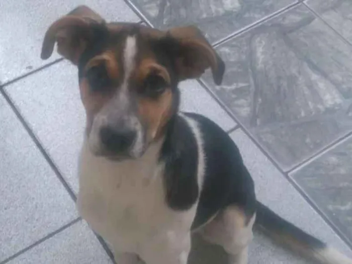 Cachorro ra a Indefinida  idade 7 a 11 meses nome Holly 