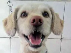 Cachorro raça SRD idade 1 ano nome Max