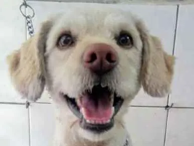 Cachorro ra a SRD idade 1 ano nome Max