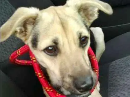 Cachorro ra a SRD idade 2 a 6 meses nome Pedrinho