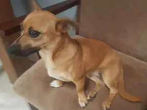 Cachorro raça Sem raça definida  idade 7 a 11 meses nome Dandara