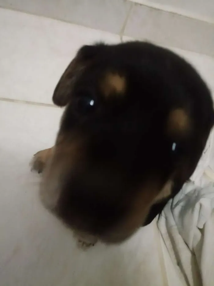 Cachorro ra a misturado idade Abaixo de 2 meses nome FILHOTES