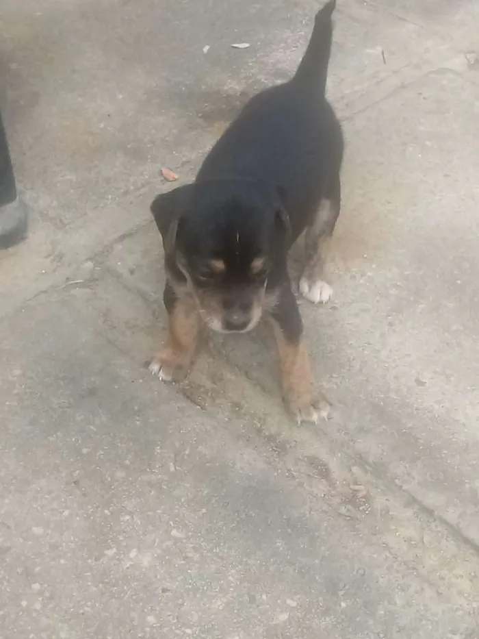 Cachorro ra a misturado idade Abaixo de 2 meses nome FILHOTES