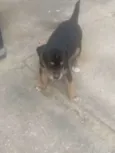 FILHOTES