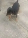 FILHOTES
