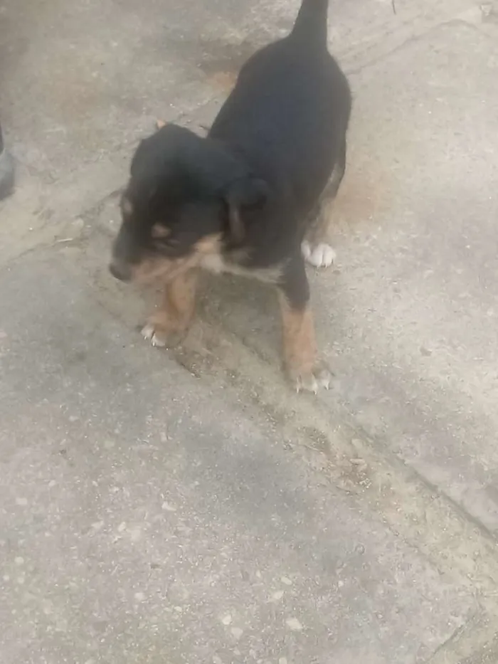 Cachorro ra a misturado idade Abaixo de 2 meses nome FILHOTES