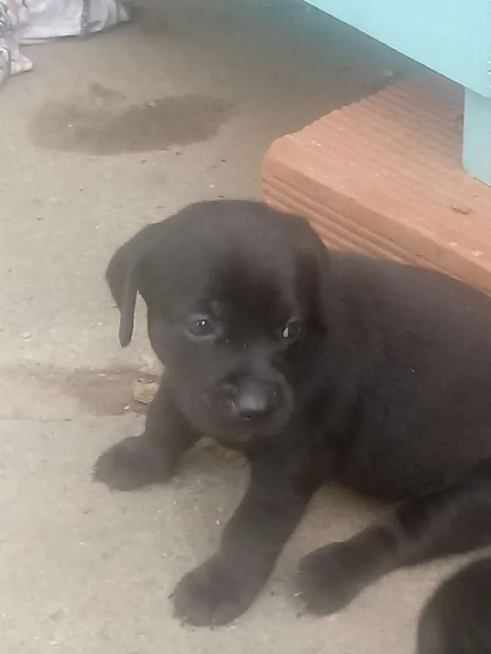 Cachorro ra a misturado idade Abaixo de 2 meses nome FILHOTES
