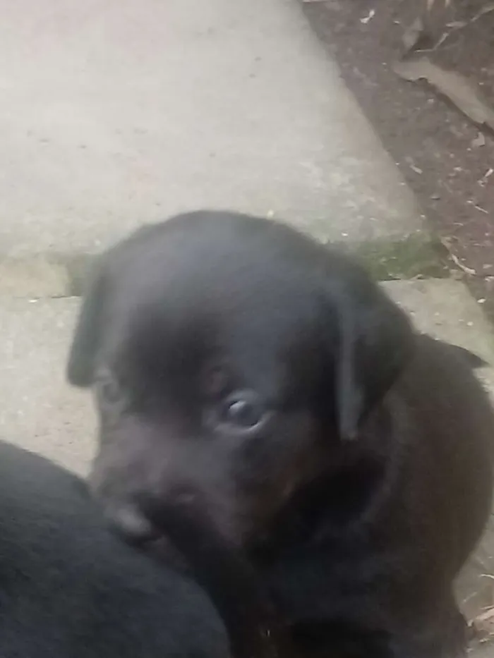 Cachorro ra a misturado idade Abaixo de 2 meses nome FILHOTES