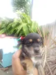 FILHOTES
