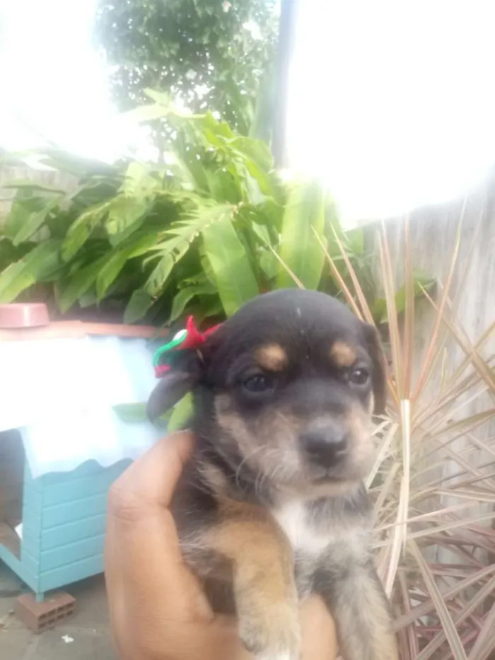 Cachorro ra a misturado idade Abaixo de 2 meses nome FILHOTES