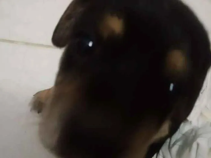 Cachorro ra a misturado idade Abaixo de 2 meses nome FILHOTES