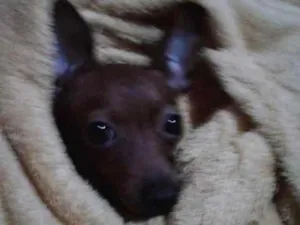 Cachorro raça Pinche  idade 3 anos nome Lunna