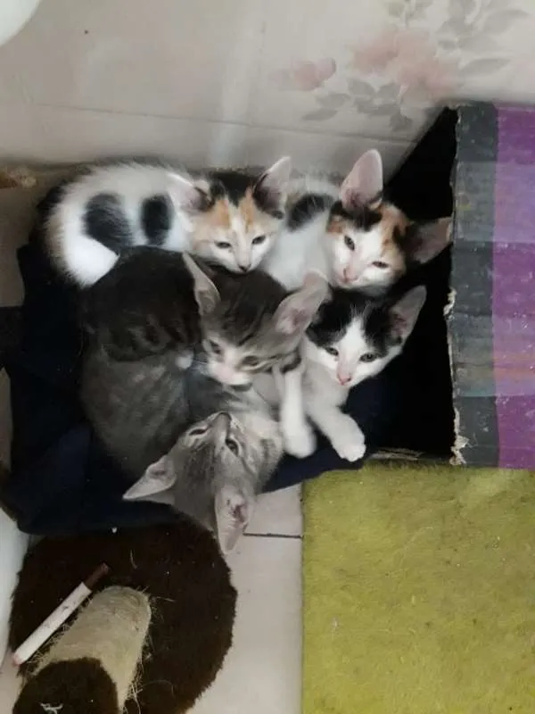 Gato ra a  idade 2 a 6 meses nome sofia sara salomé