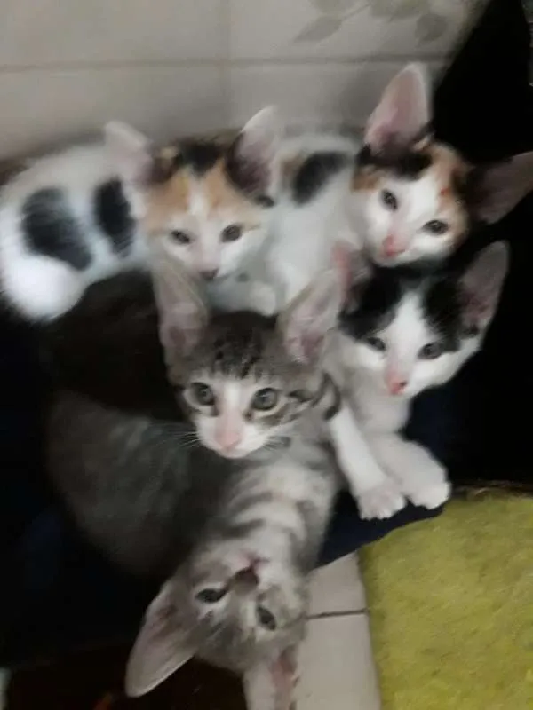 Gato ra a  idade 2 a 6 meses nome sofia sara salomé