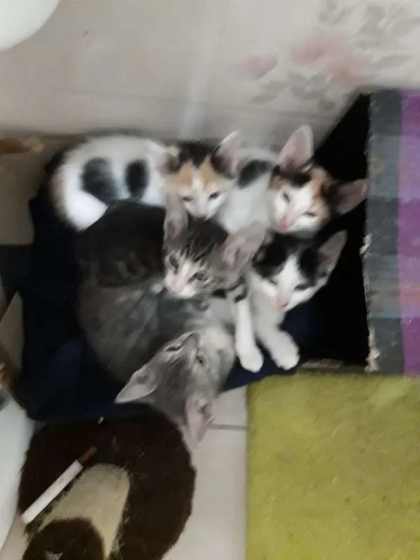 Gato ra a  idade 2 a 6 meses nome sofia sara salomé