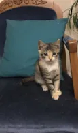 Chico