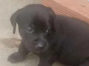 Cachorro raça misturado idade Abaixo de 2 meses nome FILHOTES