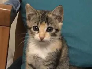 Gato raça  idade Abaixo de 2 meses nome Chico