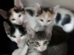 Gato raça  idade 2 a 6 meses nome sofia sara salomé