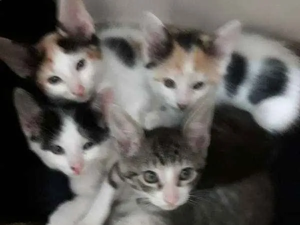 Gato ra a  idade 2 a 6 meses nome sofia sara salomé