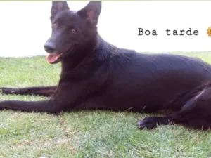Cachorro raça Pastor Belga idade 2 anos nome Lua