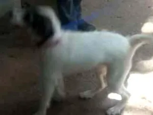 Cachorro raça Srd idade  nome Luna