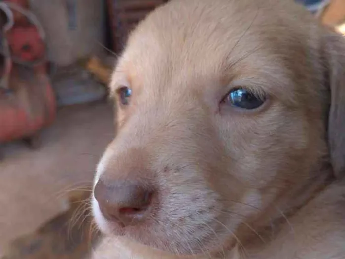 Cachorro raça Desconheço idade Abaixo de 2 meses nome Sem nome
