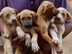 Cachorro raça Desconheço idade Abaixo de 2 meses nome Sem nome