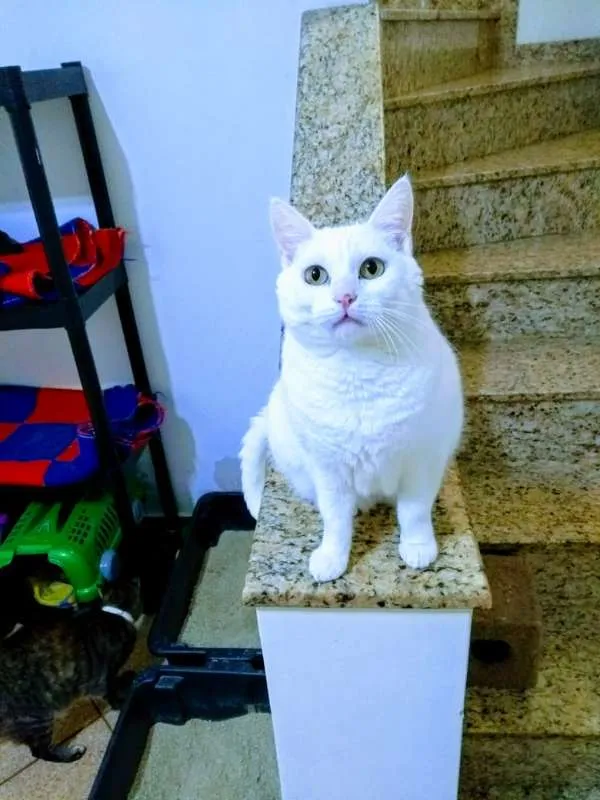 Gato ra a  idade 1 ano nome Frozen