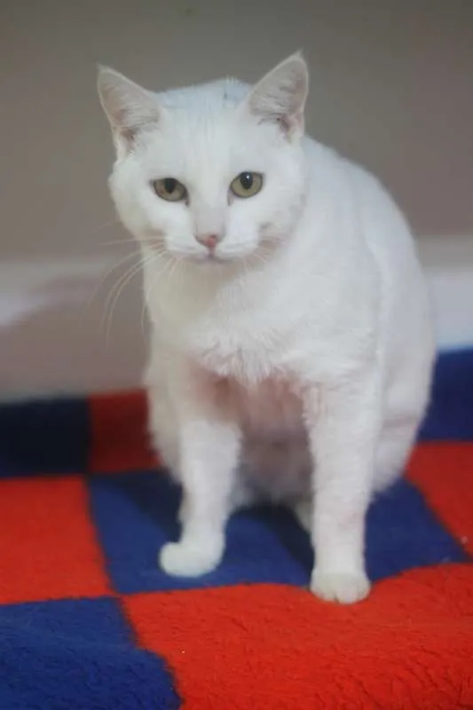 Gato ra a  idade 1 ano nome Frozen
