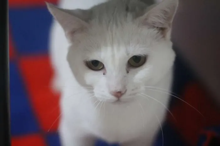 Gato ra a  idade 1 ano nome Frozen