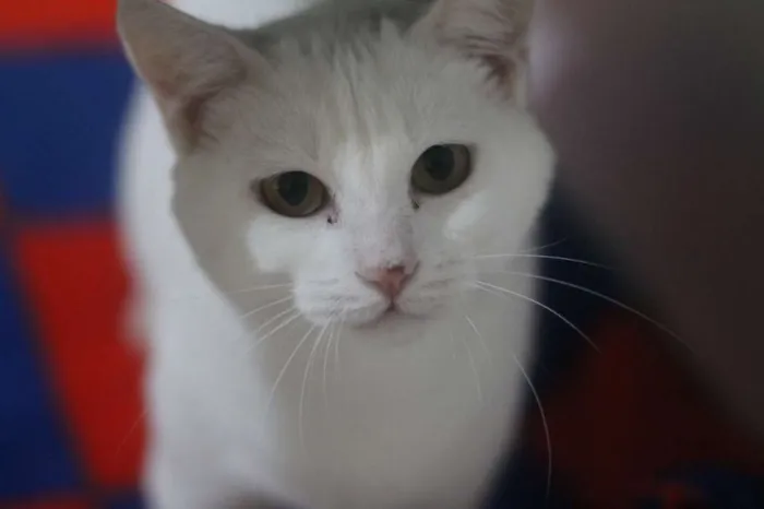 Gato ra a  idade 1 ano nome Frozen