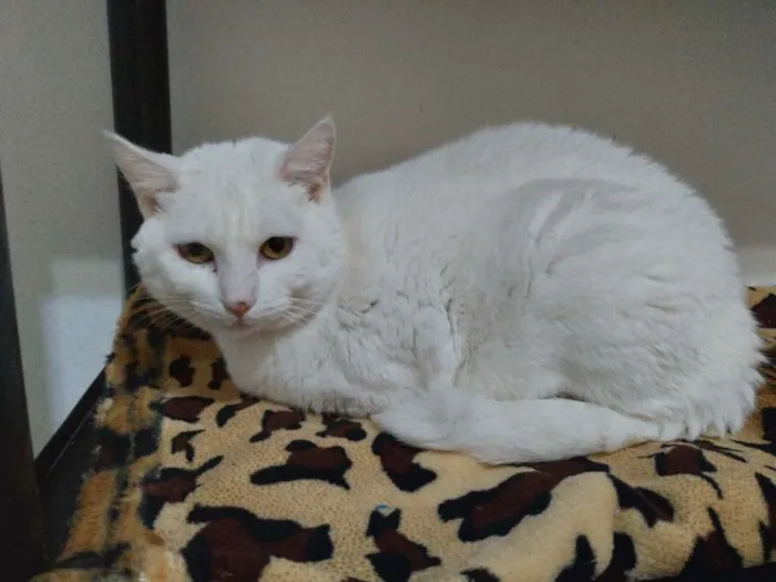 Gato ra a  idade 1 ano nome Frozen