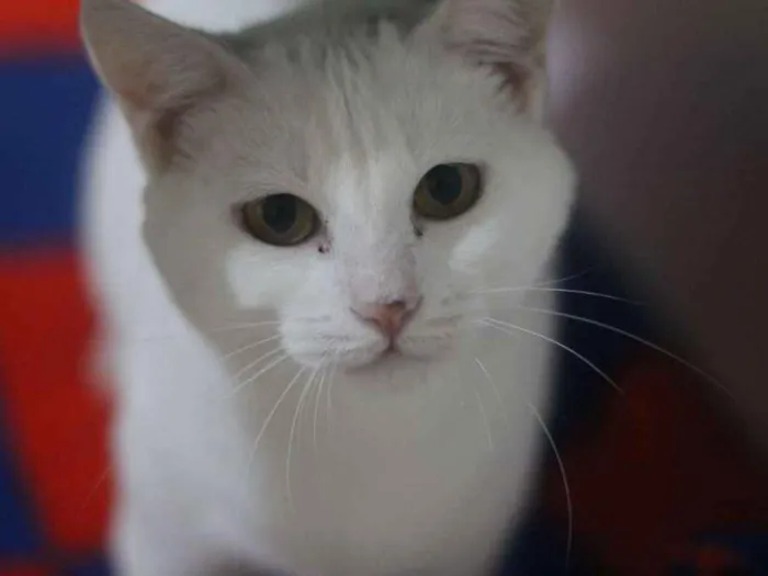 Gato ra a  idade 1 ano nome Frozen