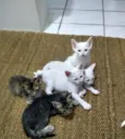 Gatineos fofinhineos