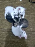 Gatineos fofinhineos