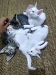 Gatineos fofinhineos