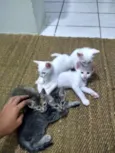 Gatineos fofinhineos
