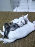 Gatineos fofinhineos