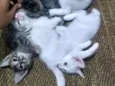 Gatineos fofinhineos